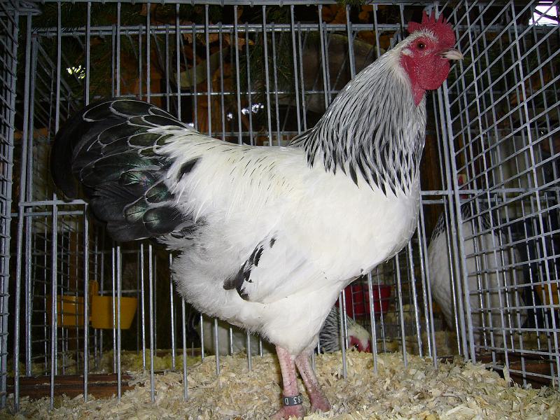 Mastholte 2008 040.jpg - Zwerg Sussex weiss-schwarzcolumbia von Meinolf Mertensotto Preis HV96 E